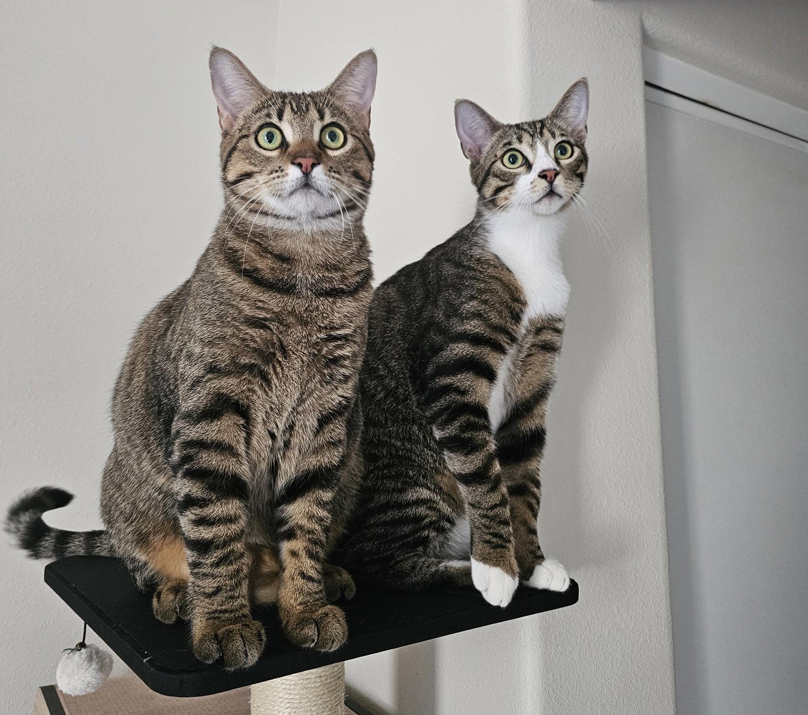 Lindt, a Adopted Domestic Short Hair in Mission Viejo, CA image 2/3