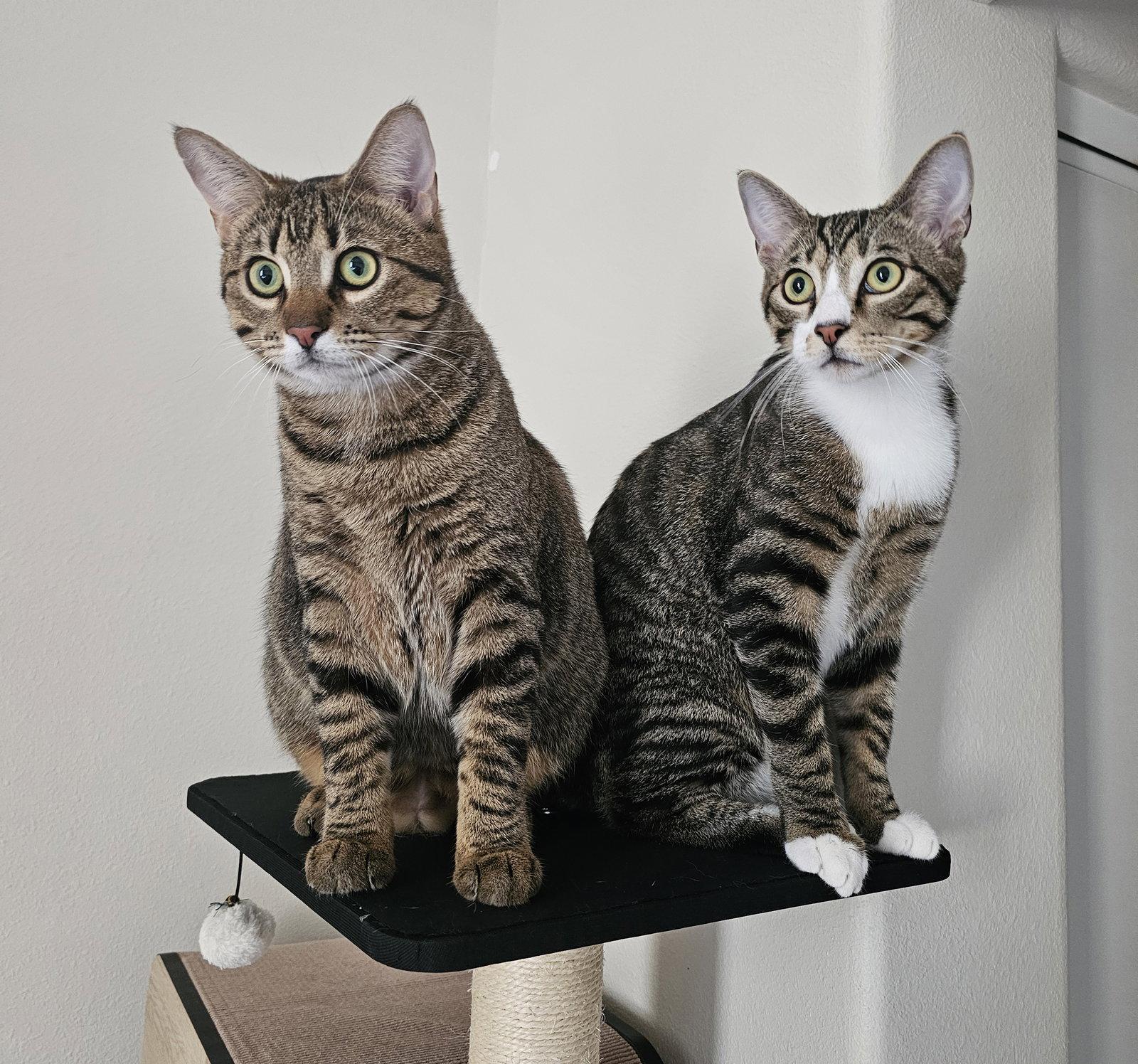 Lindt, a Adopted Domestic Short Hair in Mission Viejo, CA image 3/3