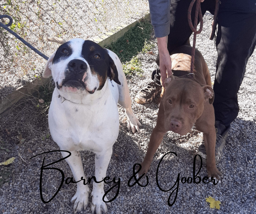 Barney and Goober, Adoptable, Adult Male Pointer & American Bulldog.
