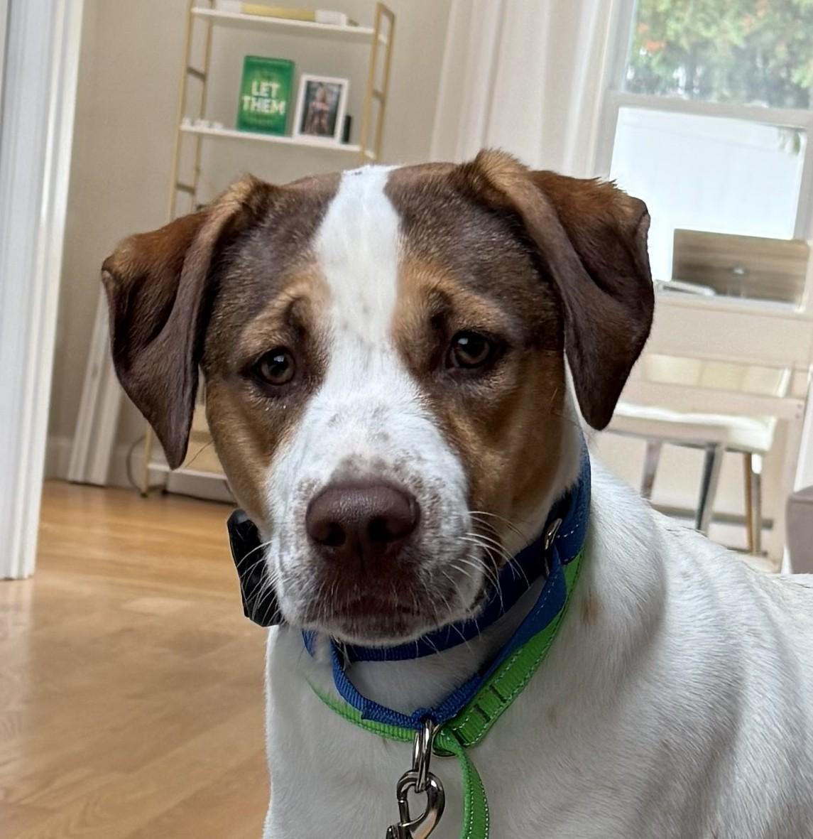 Enlarge Tobias Terrific - Local dog, a Adoptable mixed breed in Andover, MA image 1/6