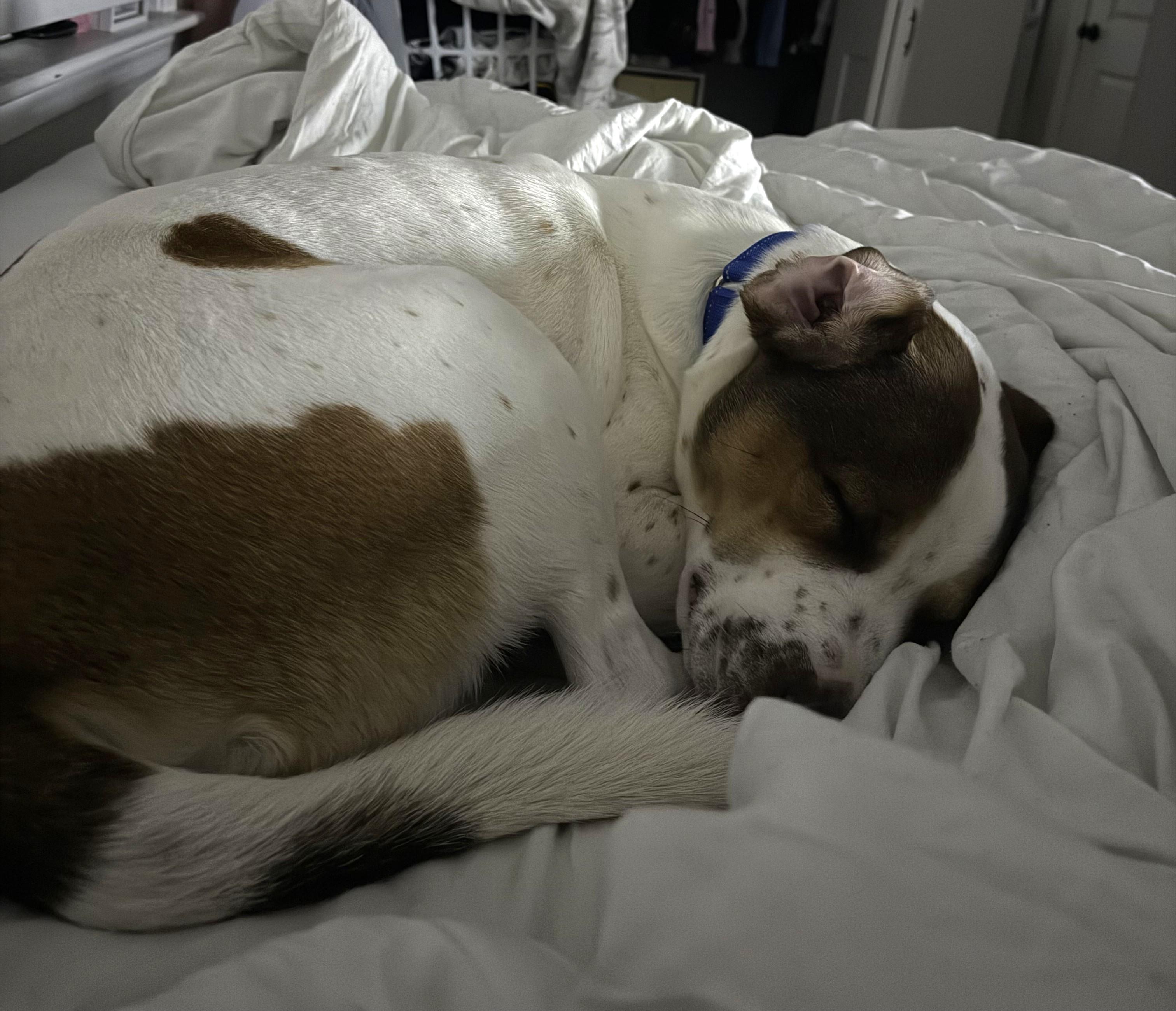 Enlarge Tobias Terrific - Local dog, a Adoptable mixed breed in Andover, MA image 2/6