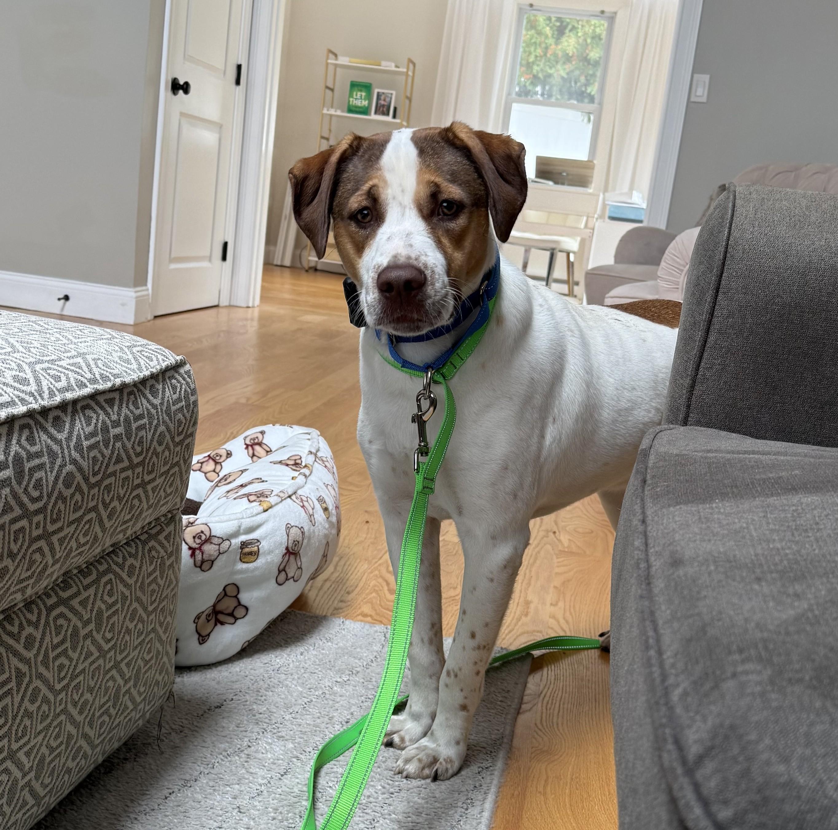 Enlarge Tobias Terrific - Local dog, a Adoptable mixed breed in Andover, MA image 3/6