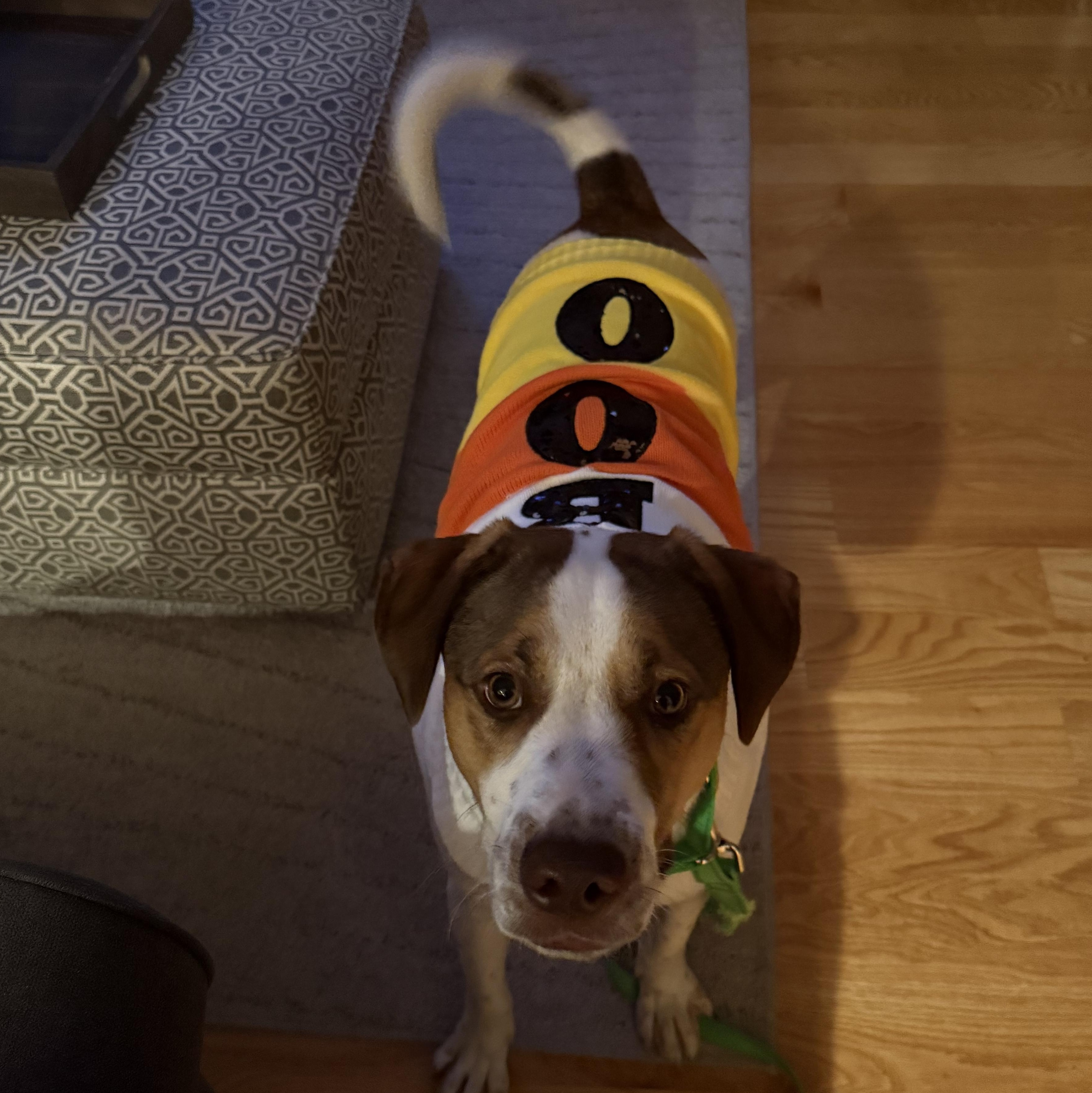 Enlarge Tobias Terrific - Local dog, a Adoptable mixed breed in Andover, MA image 4/6