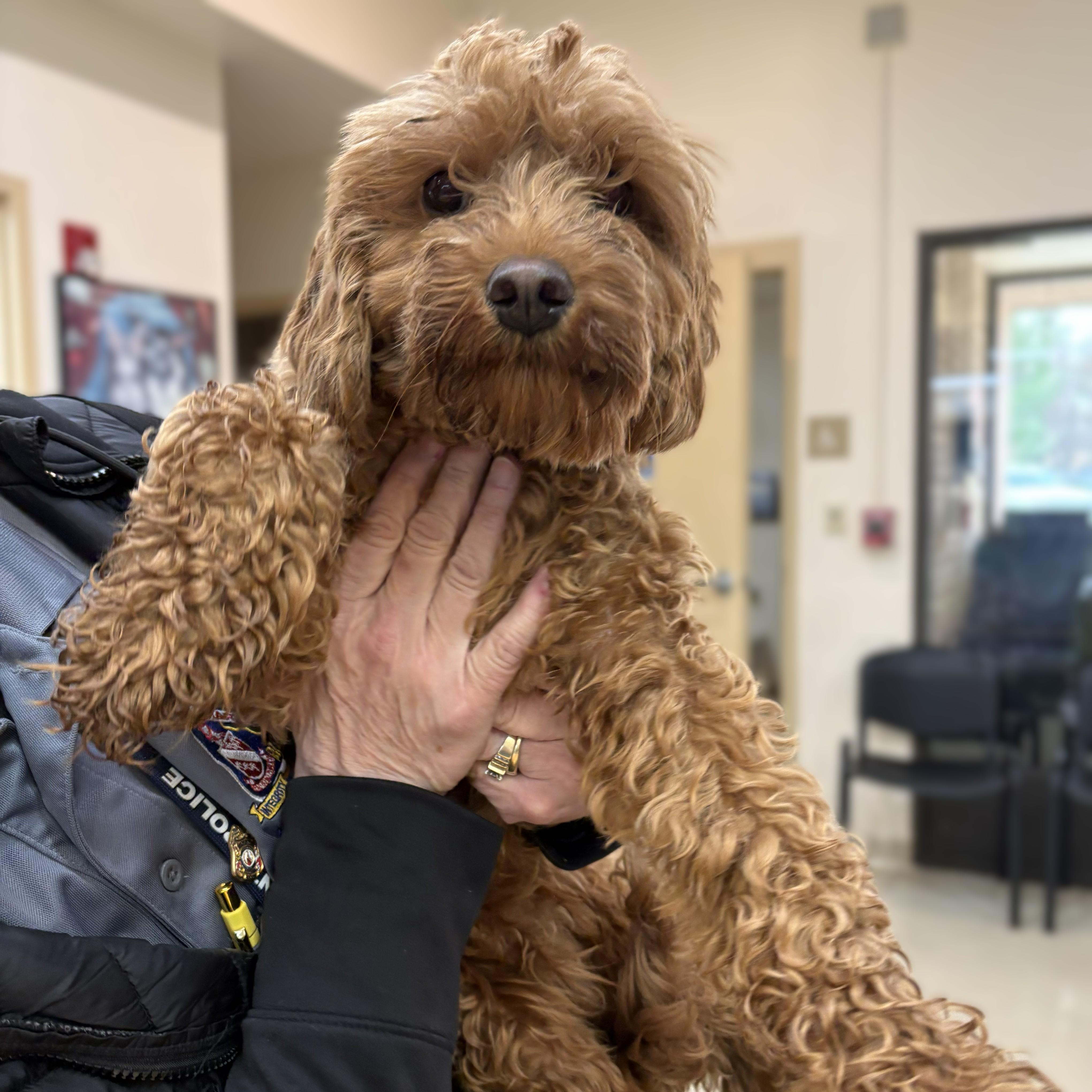 Enlarge Scrump- #50729, an adopted Cavapoo in Columbia, MD image 2/3