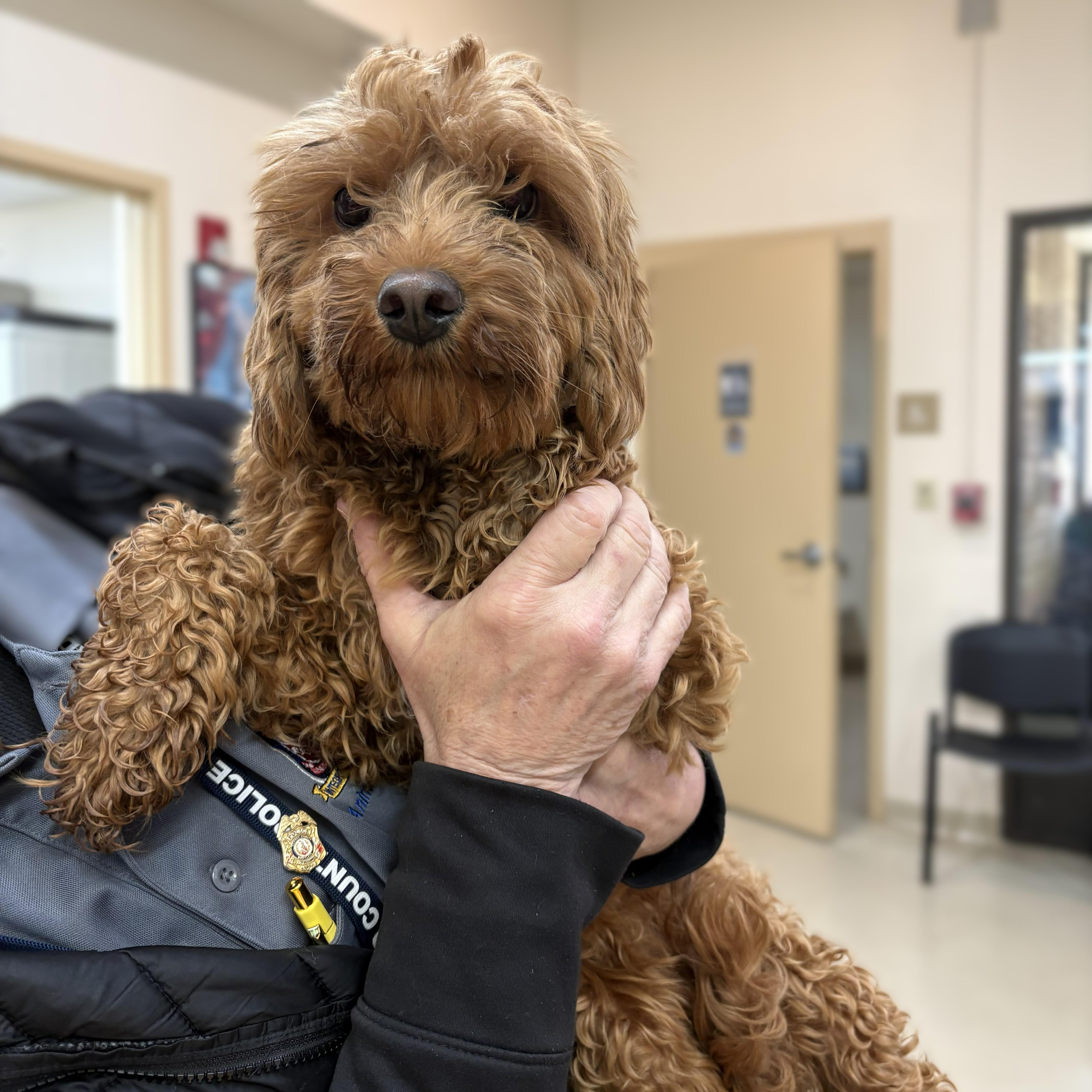 Scrump- #50729, adopted, Young Male Cavapoo.