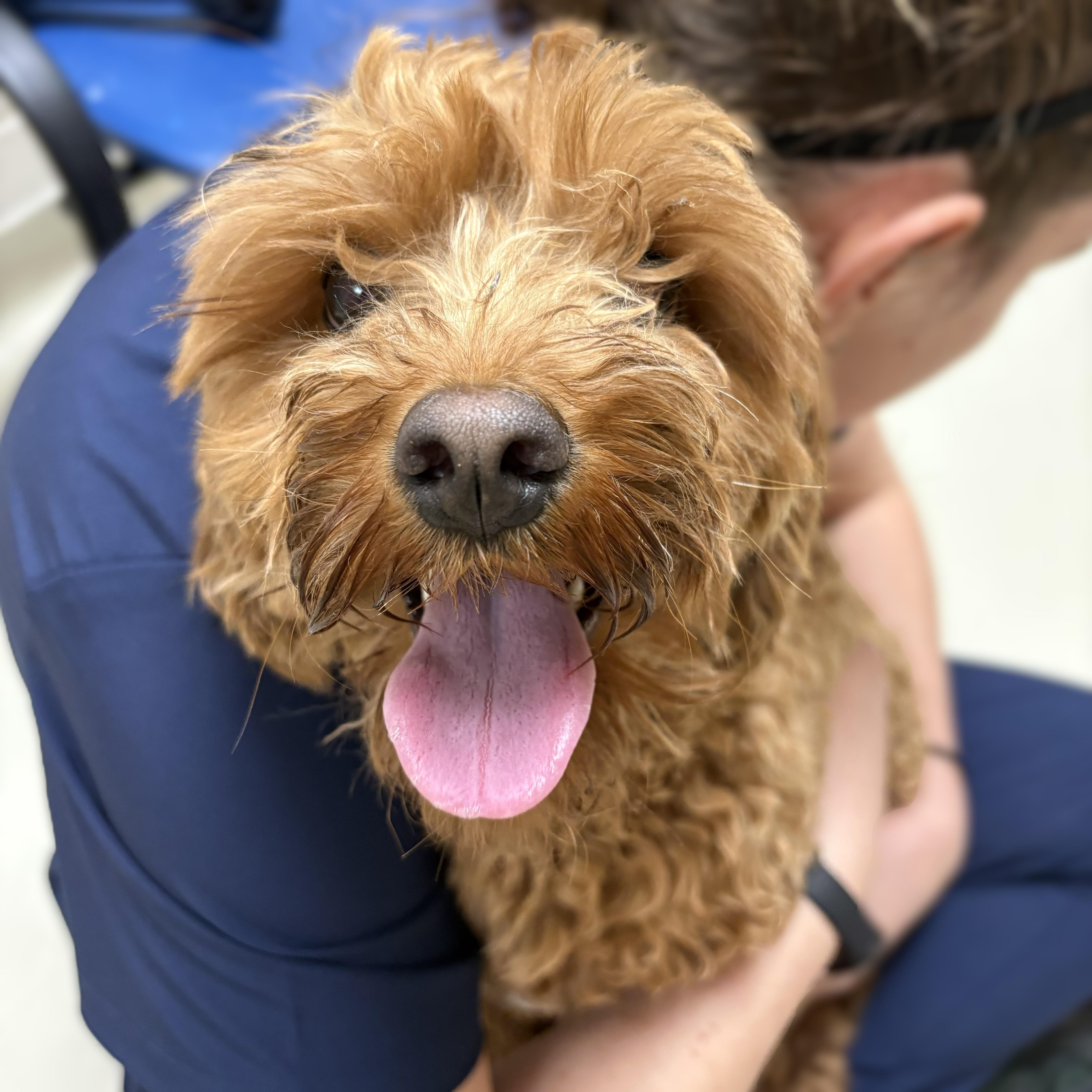 Enlarge Scrump- #50729, an adopted Cavapoo in Columbia, MD image 3/3