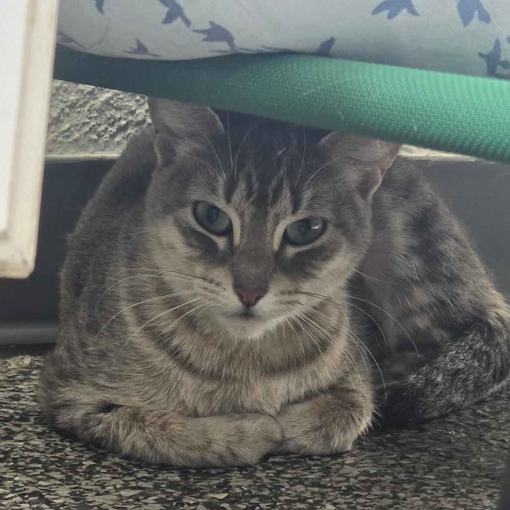 Enlarge Misty May Houston, a Adoptable Domestic Short Hair in Denver, CO image 1/4