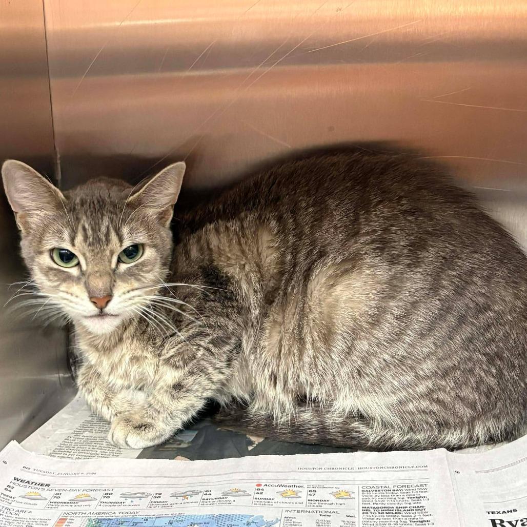 Enlarge Misty May Houston, a Adoptable Domestic Short Hair in Denver, CO image 2/4