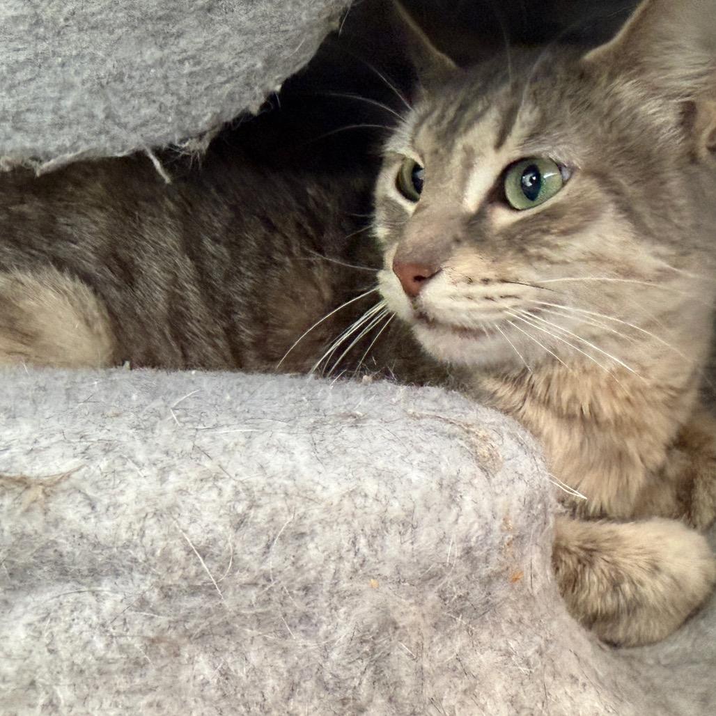 Enlarge Misty May Houston, a Adoptable Domestic Short Hair in Denver, CO image 3/4