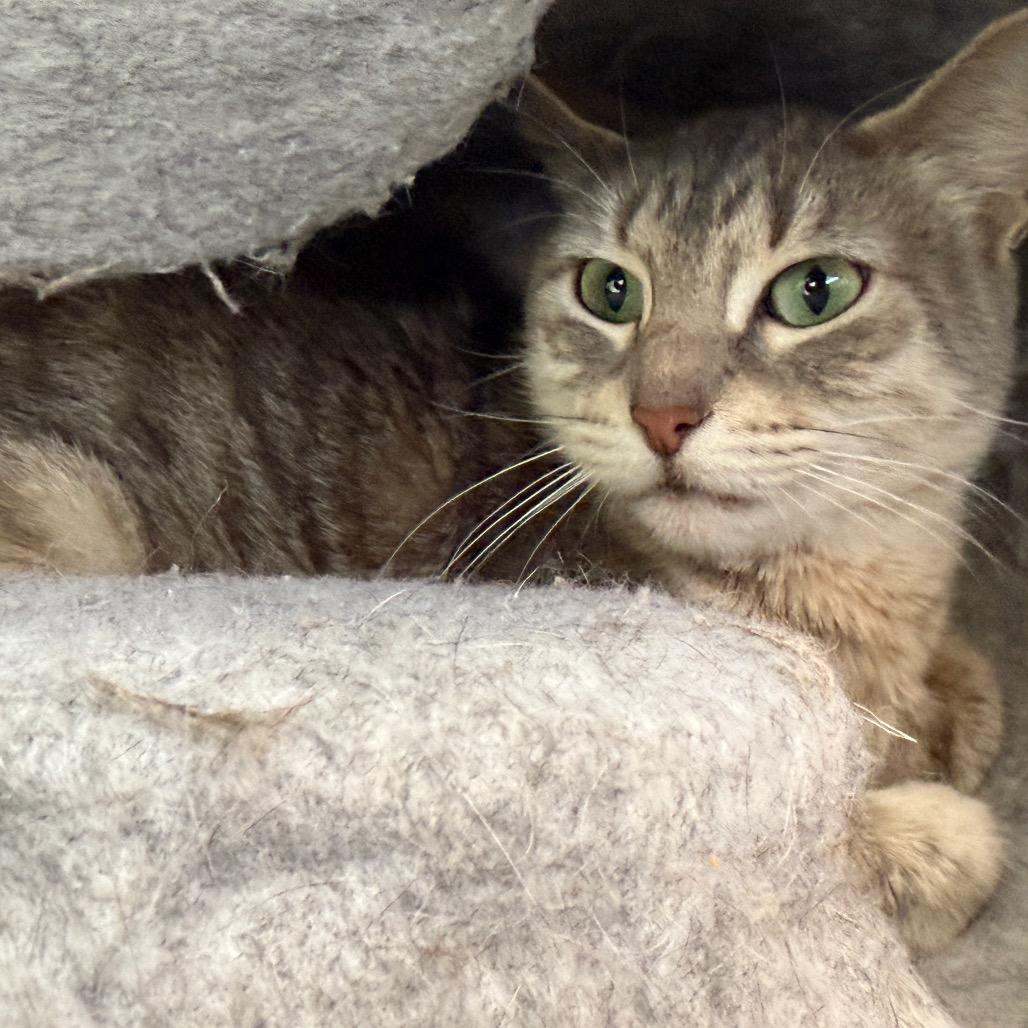 Enlarge Misty May Houston, a Adoptable Domestic Short Hair in Denver, CO image 4/4