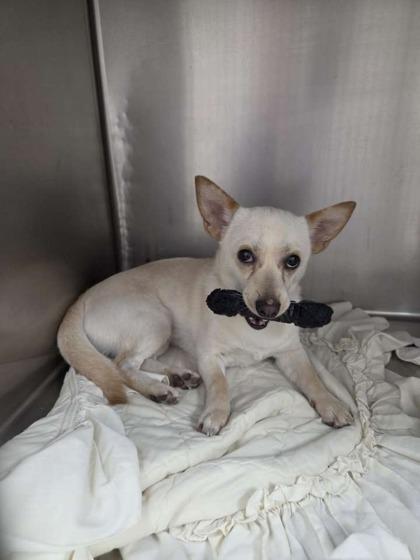 Taco, Adoptable, Young Male Chihuahua & Mixed Breed.