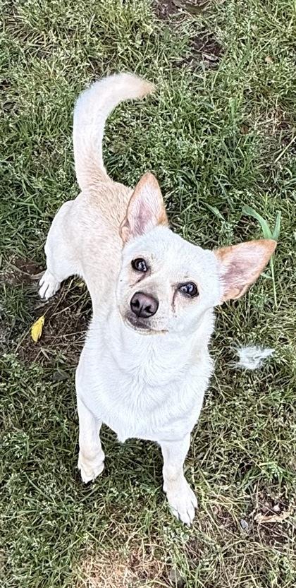 Taco, a Adoptable mixed breed in Wilkesboro, NC image 2/3