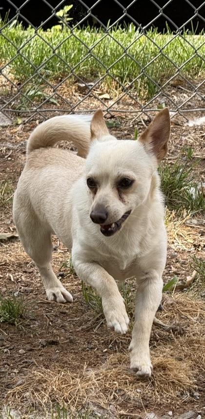 Taco, a Adoptable mixed breed in Wilkesboro, NC image 3/3