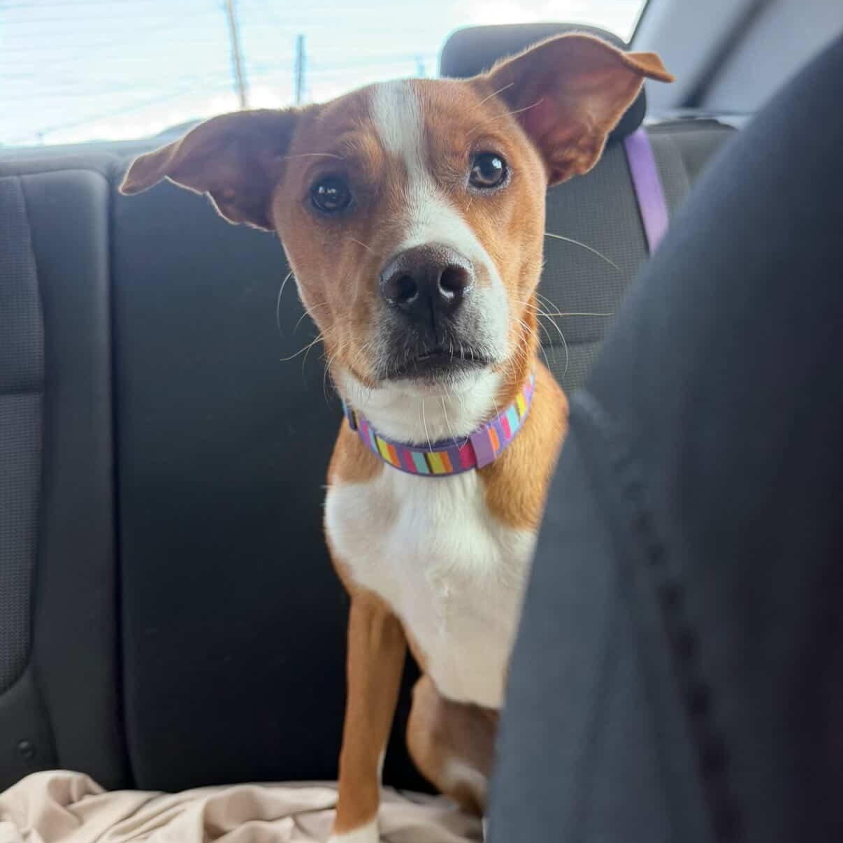 Enlarge Caramelo, a ADOPTABLE Mixed Breed in San Juan, PR image 4/4