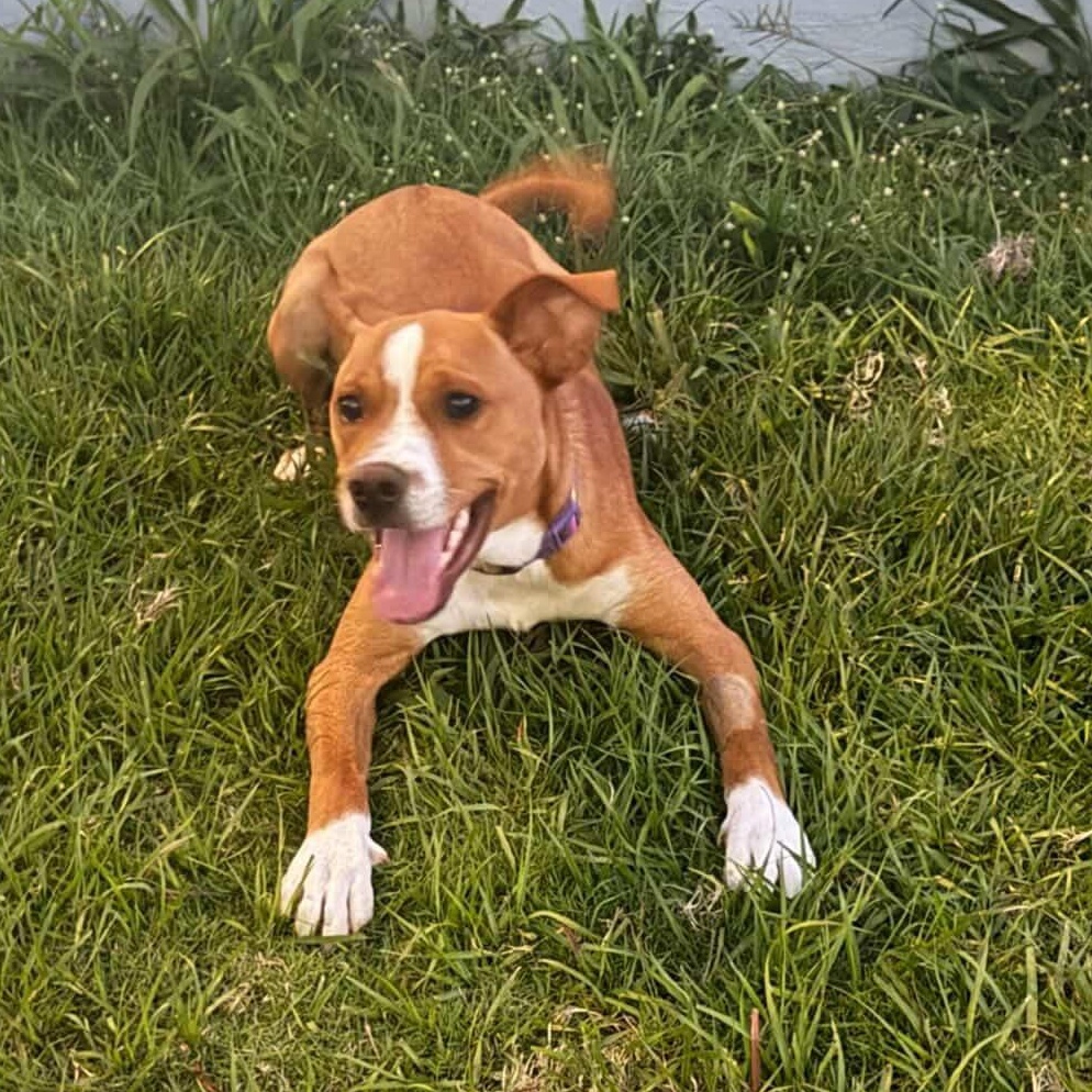 Caramelo, ADOPTABLE, Young Male Mixed Breed.