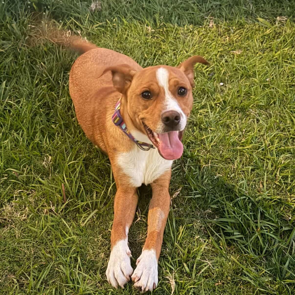 Enlarge Caramelo, a ADOPTABLE Mixed Breed in San Juan, PR image 3/4