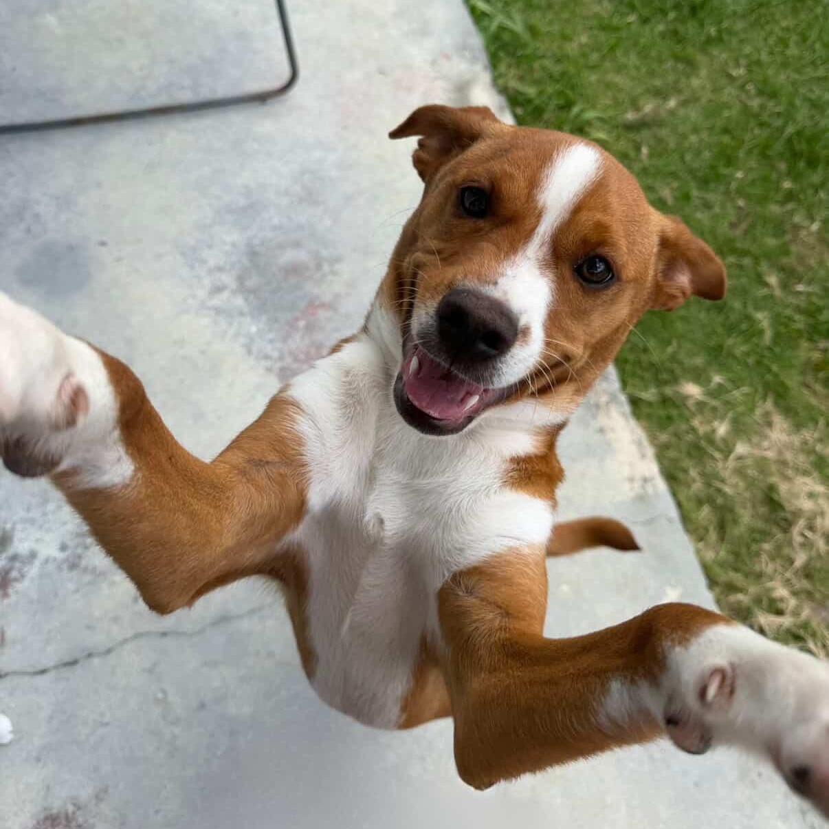 Enlarge Caramelo, a ADOPTABLE Mixed Breed in San Juan, PR image 2/4