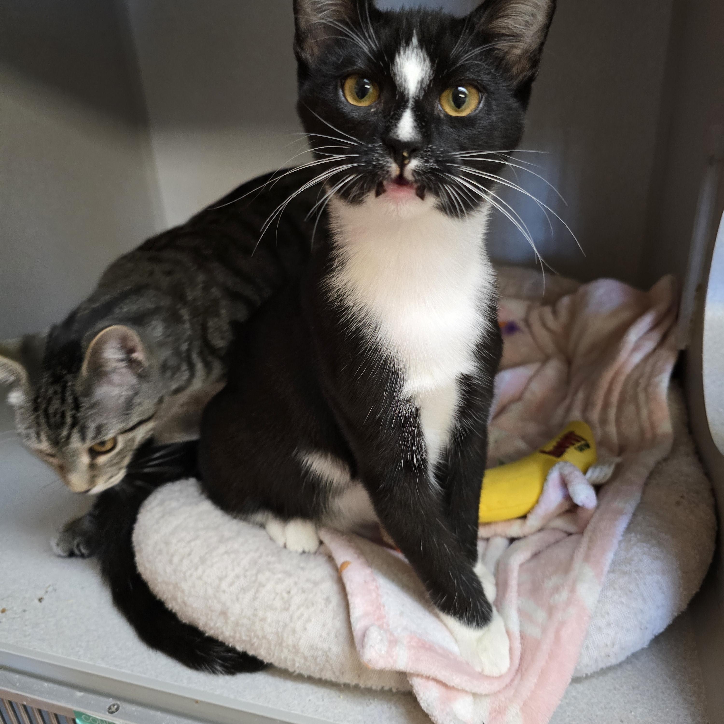 Sailor, Adoptable, Young Male Domestic Short Hair.