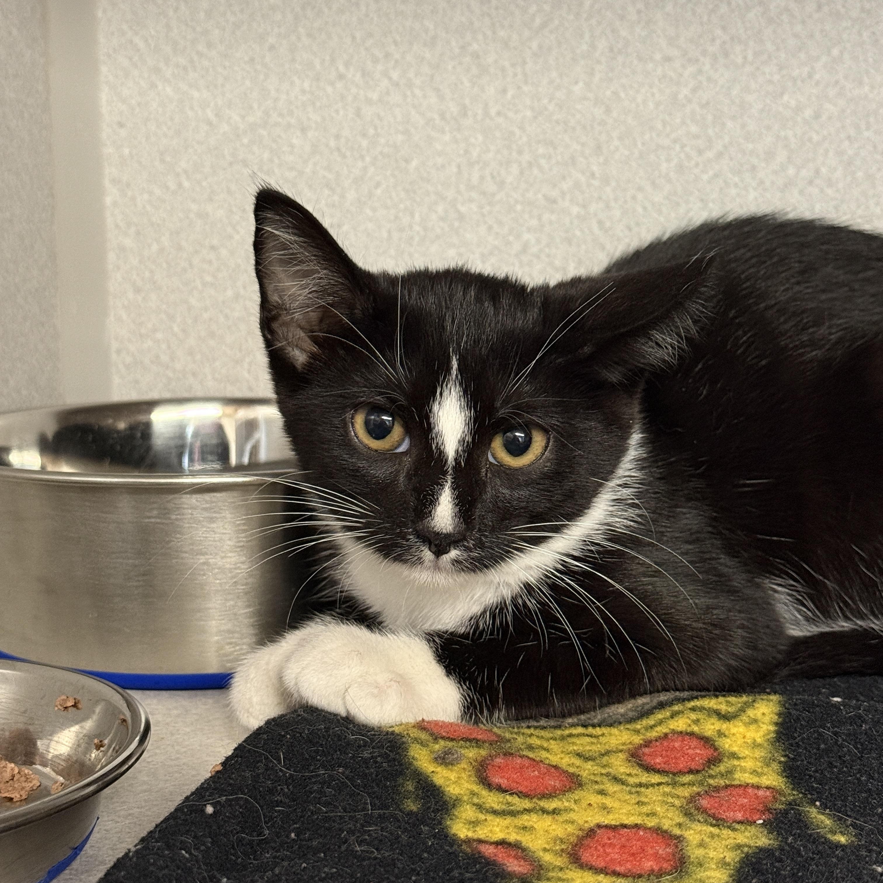 Enlarge Sailor, a Adoptable Domestic Short Hair in Des Moines, IA image 3/3