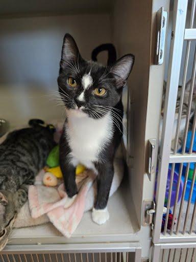 Enlarge Sailor, a Adoptable Domestic Short Hair in Des Moines, IA image 2/3