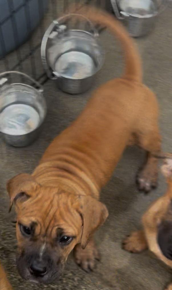 Enlarge Sabrina, a Adopted mixed breed in Rancho Cucamonga, CA image 1/3