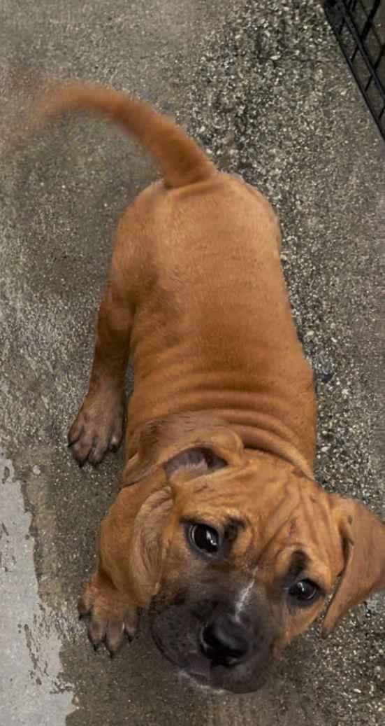 Enlarge Sabrina, a Adopted mixed breed in Rancho Cucamonga, CA image 3/3