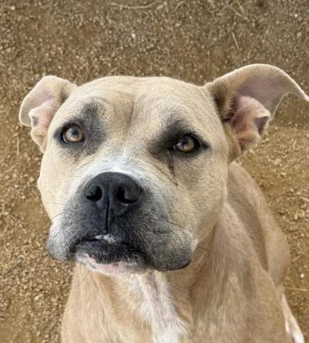 EENY, Adoptable, Young Female Pit Bull Terrier & Mixed Breed.