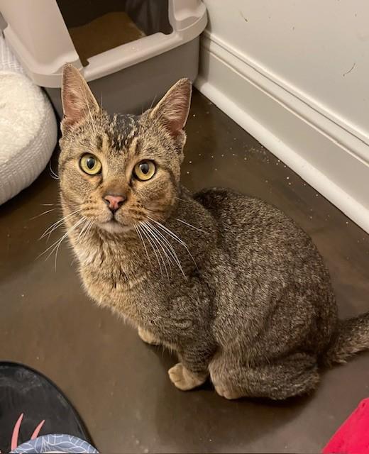 Enlarge Rhodes (LE), an adopted Domestic Short Hair in Little Falls, NJ image 4/4