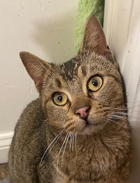 Enlarge Rhodes (LE), an adopted Domestic Short Hair in Little Falls, NJ image 1/4