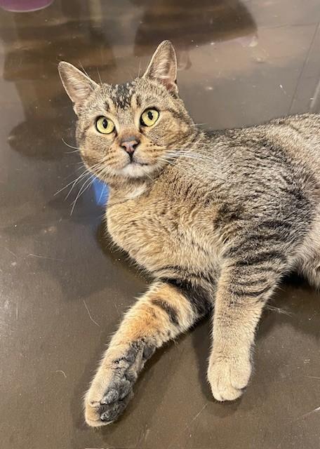 Enlarge Rhodes (LE), an adopted Domestic Short Hair in Little Falls, NJ image 3/4