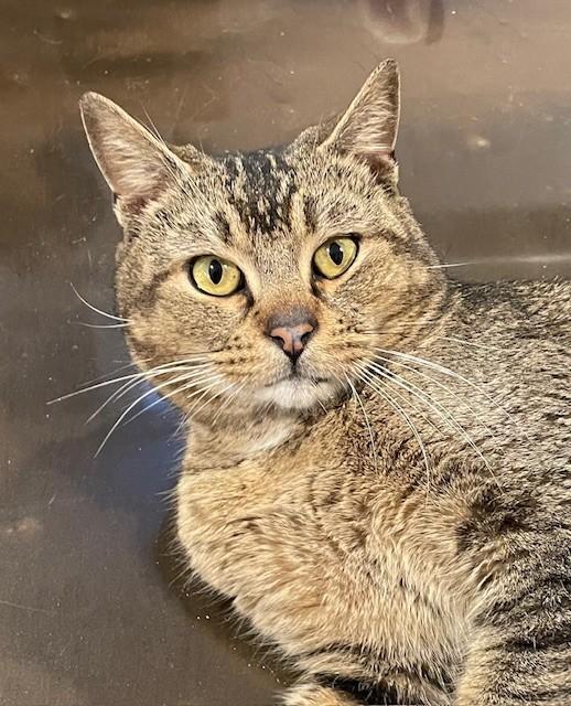 Enlarge Rhodes (LE), an adopted Domestic Short Hair in Little Falls, NJ image 2/4