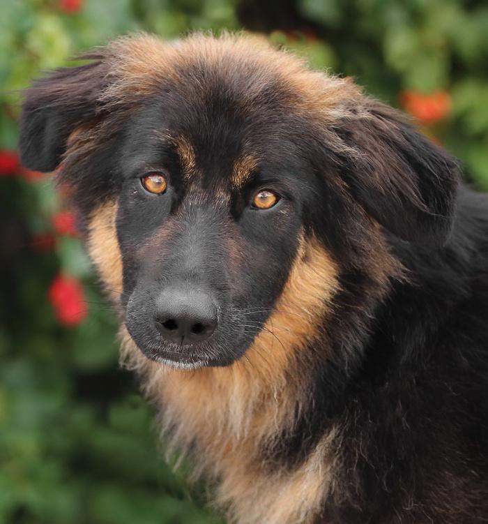 Enlarge *Juno von Geldern, an adopted mixed breed in Los Angeles, CA image 3/6