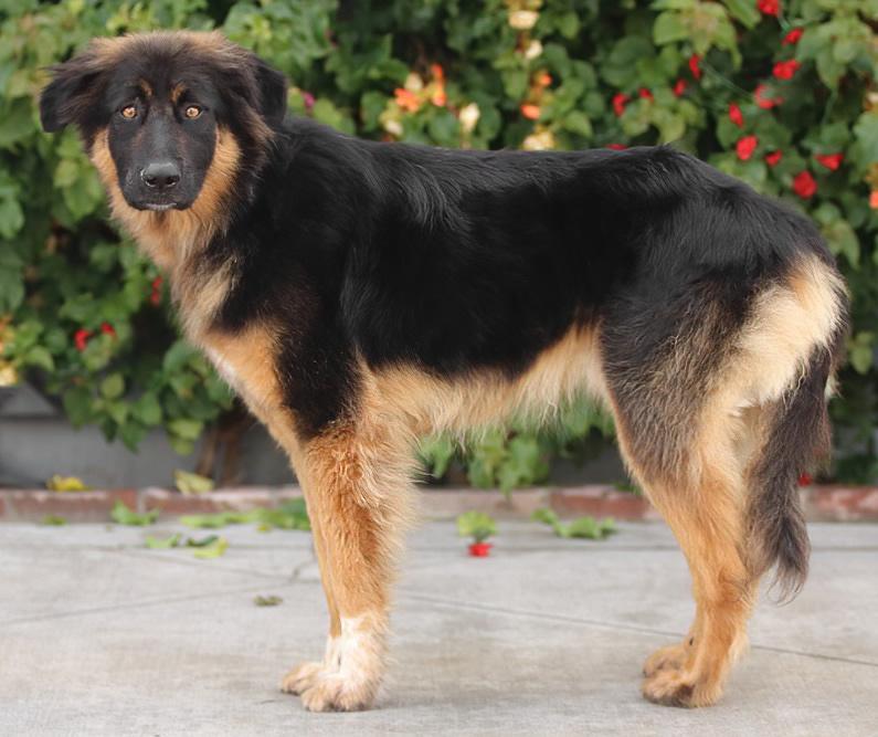 Enlarge *Juno von Geldern, an adopted mixed breed in Los Angeles, CA image 6/6