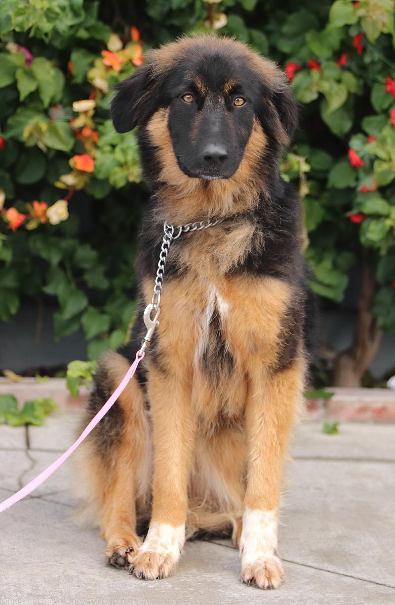Enlarge *Juno von Geldern, an adopted mixed breed in Los Angeles, CA image 5/6