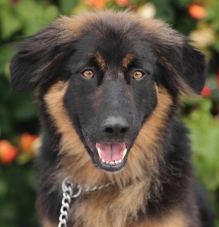 *Juno von Geldern, adopted, Young Male German Shepherd Dog.