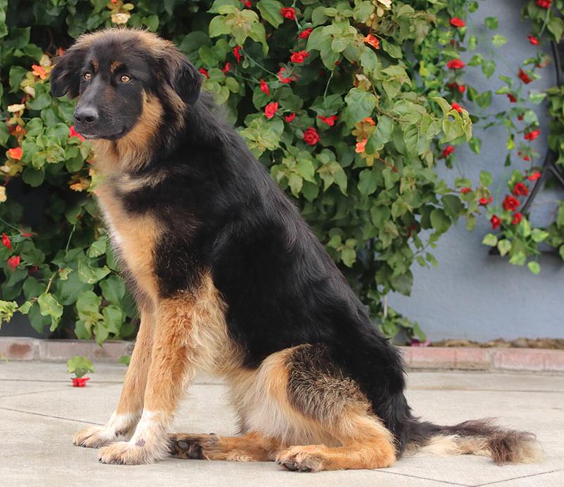 Enlarge *Juno von Geldern, an adopted mixed breed in Los Angeles, CA image 4/6