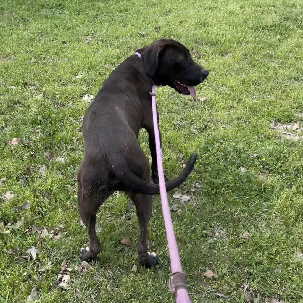 Ingo, Adoptable, Adult Male Mixed Breed.