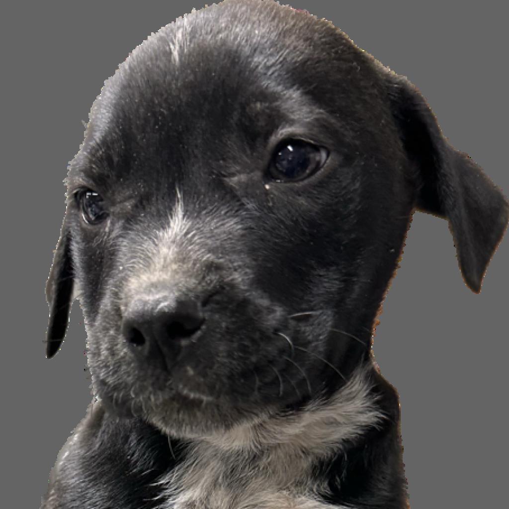 Ingo, a Adoptable Mixed Breed in Dallas, TX image 2/2