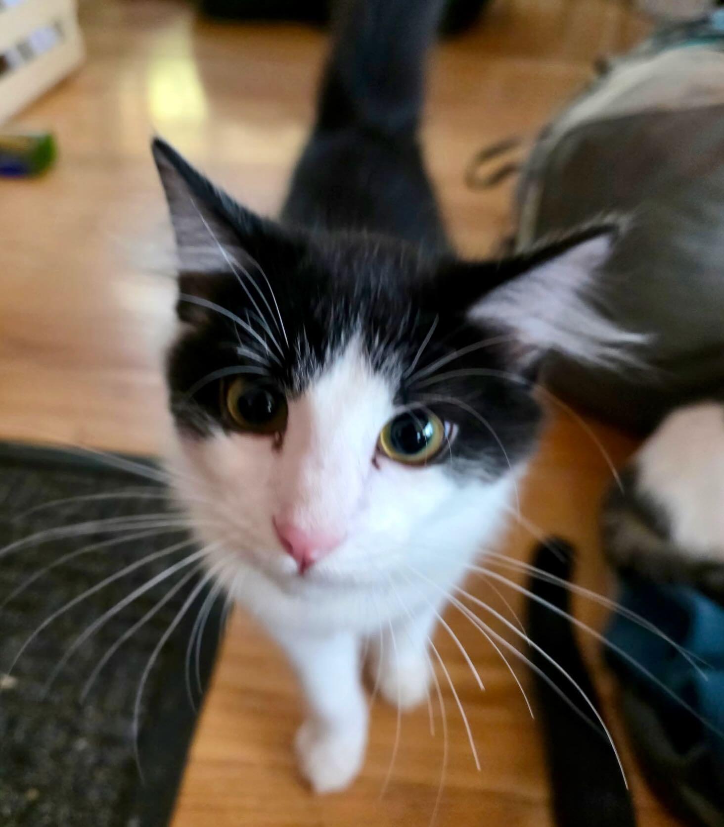 Enlarge Jack Daniels, a Adopted Domestic Short Hair in Portland, OR image 3/5
