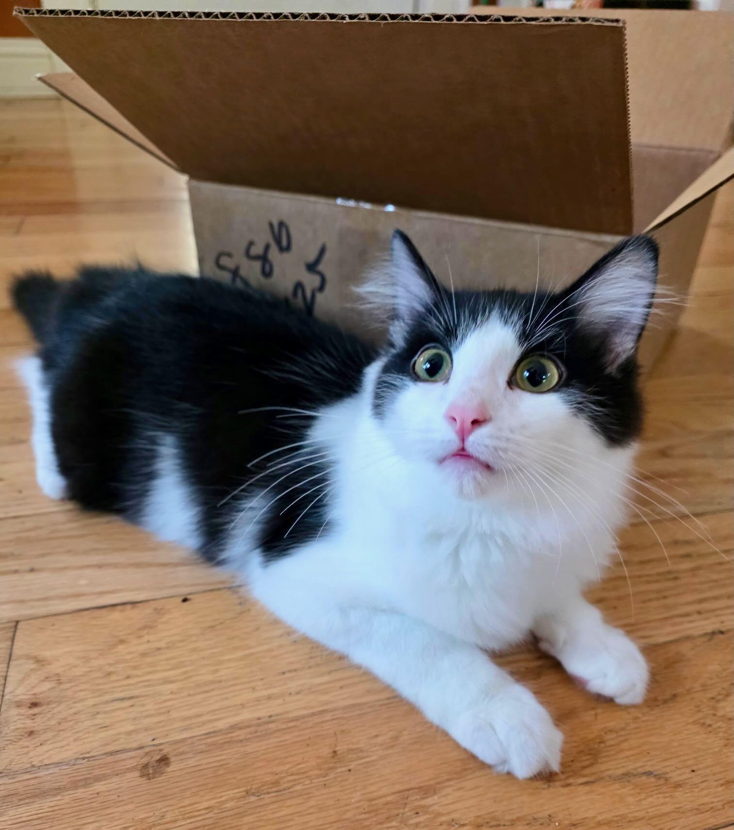 Enlarge Jack Daniels, a Adopted Domestic Short Hair in Portland, OR image 2/5