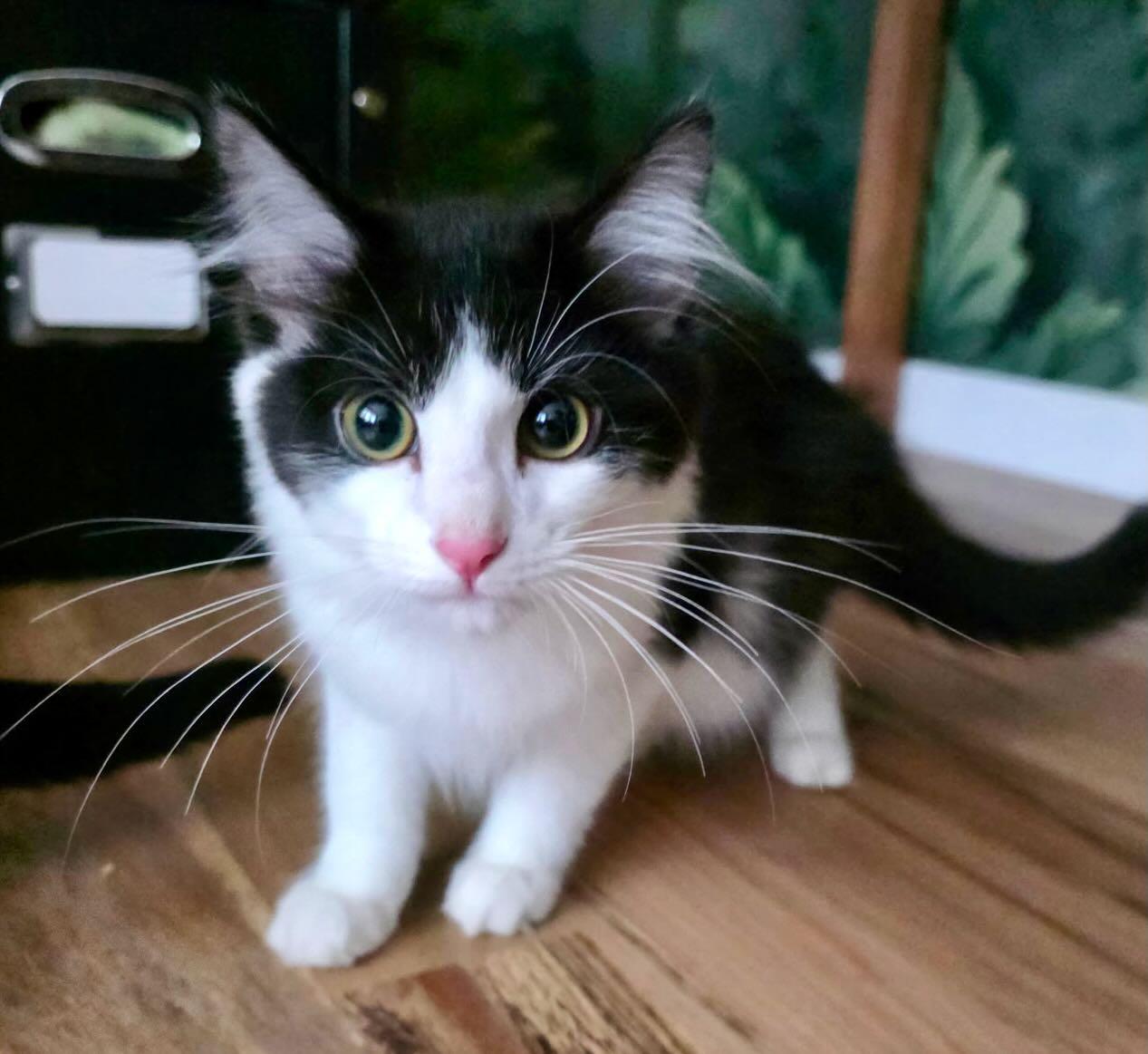 Enlarge Jack Daniels, a Adopted Domestic Short Hair in Portland, OR image 1/5