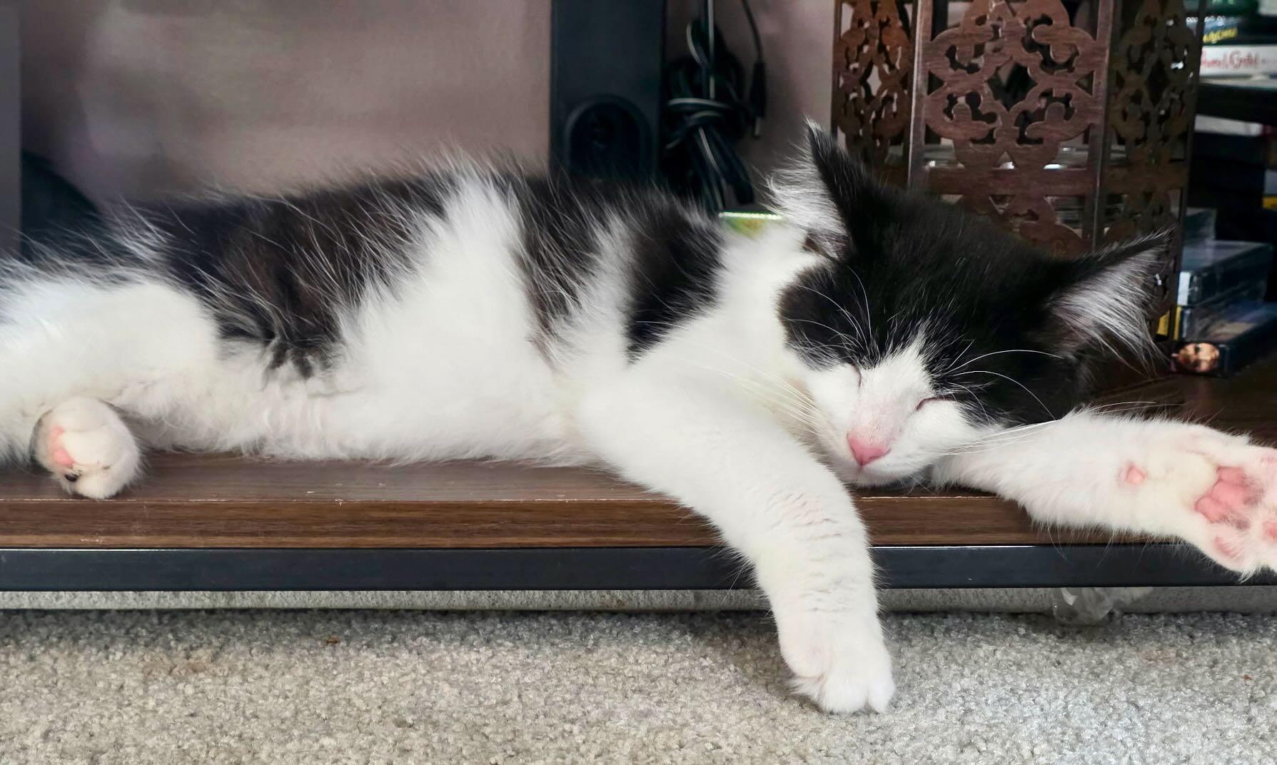 Enlarge Jack Daniels, a Adopted Domestic Short Hair in Portland, OR image 5/5