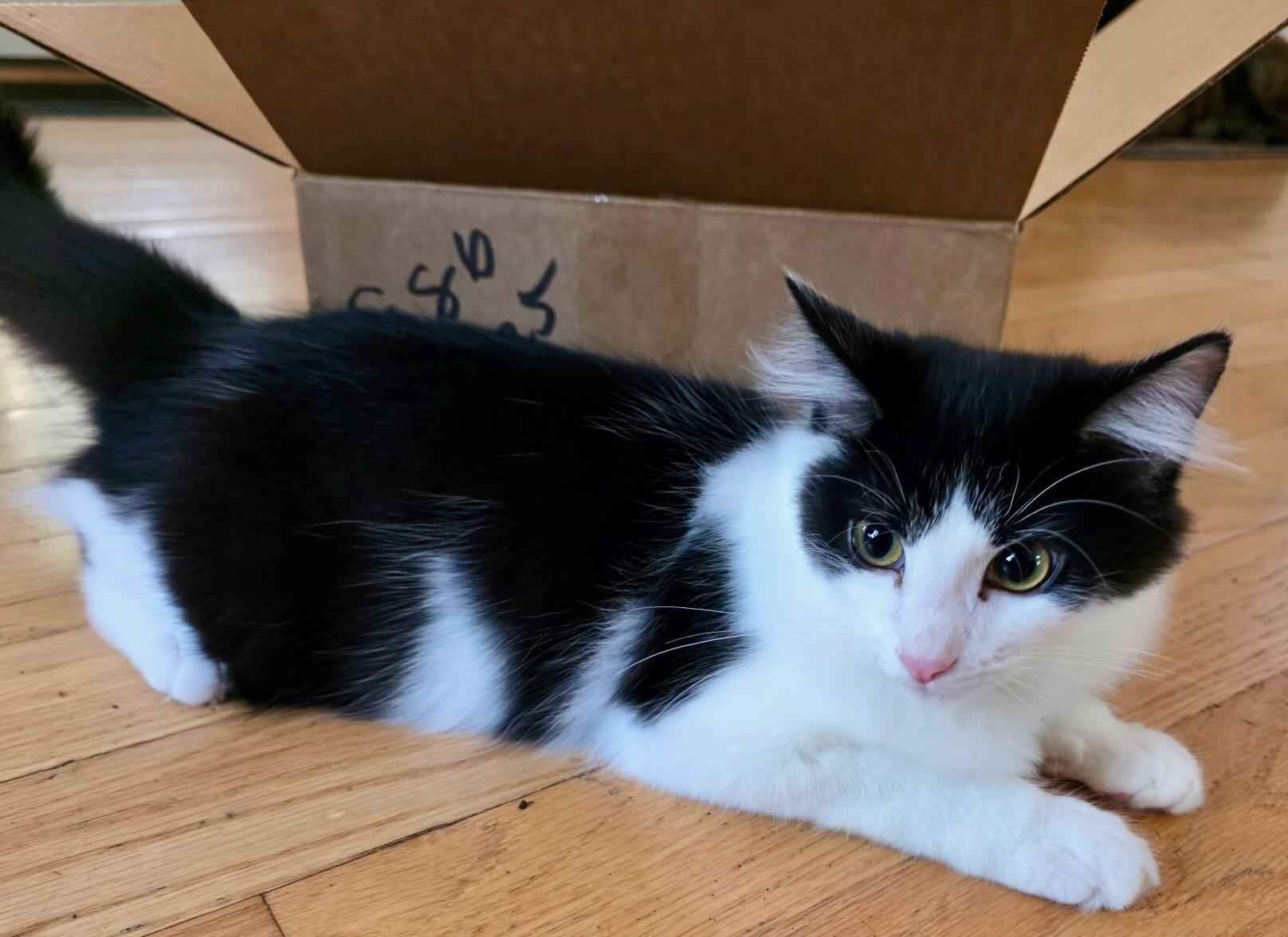 Enlarge Jack Daniels, a Adopted Domestic Short Hair in Portland, OR image 4/5