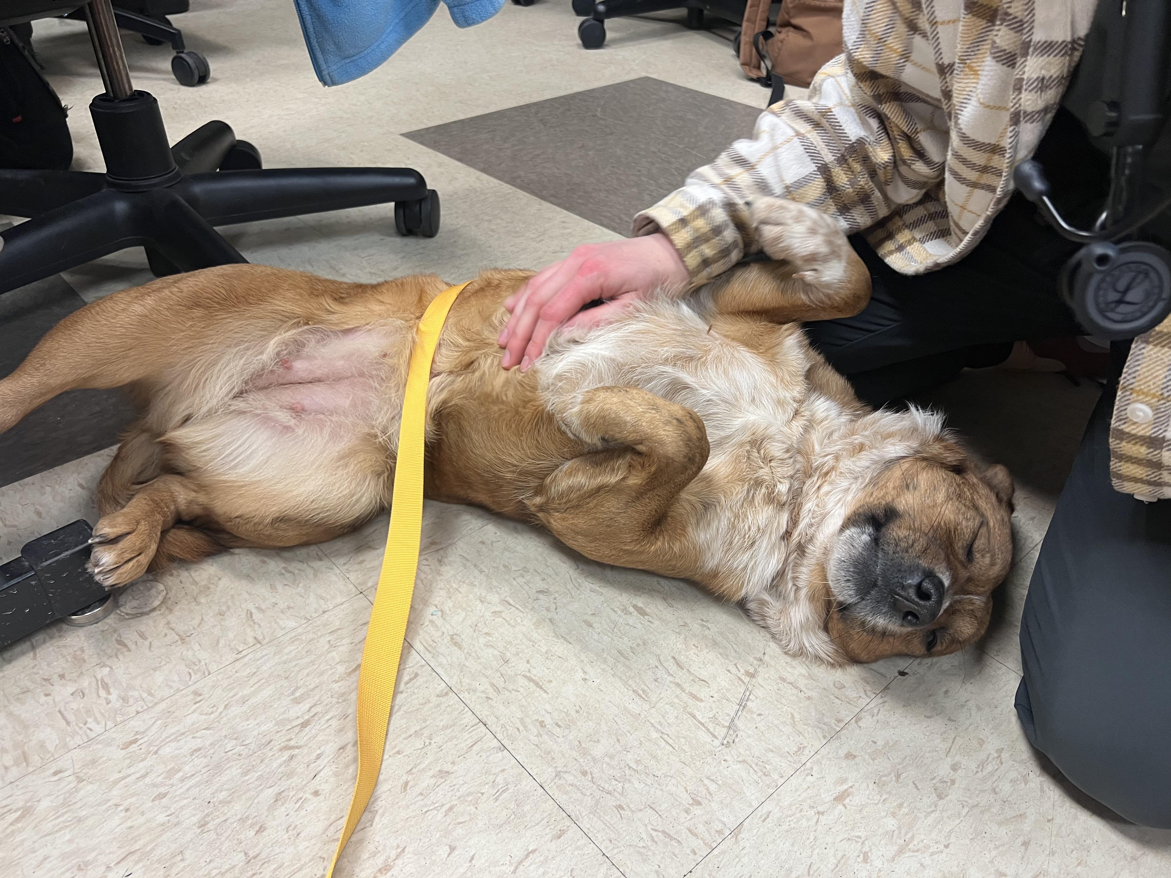 Pancake, a Adoptable mixed breed in Lincoln, NE image 3/6