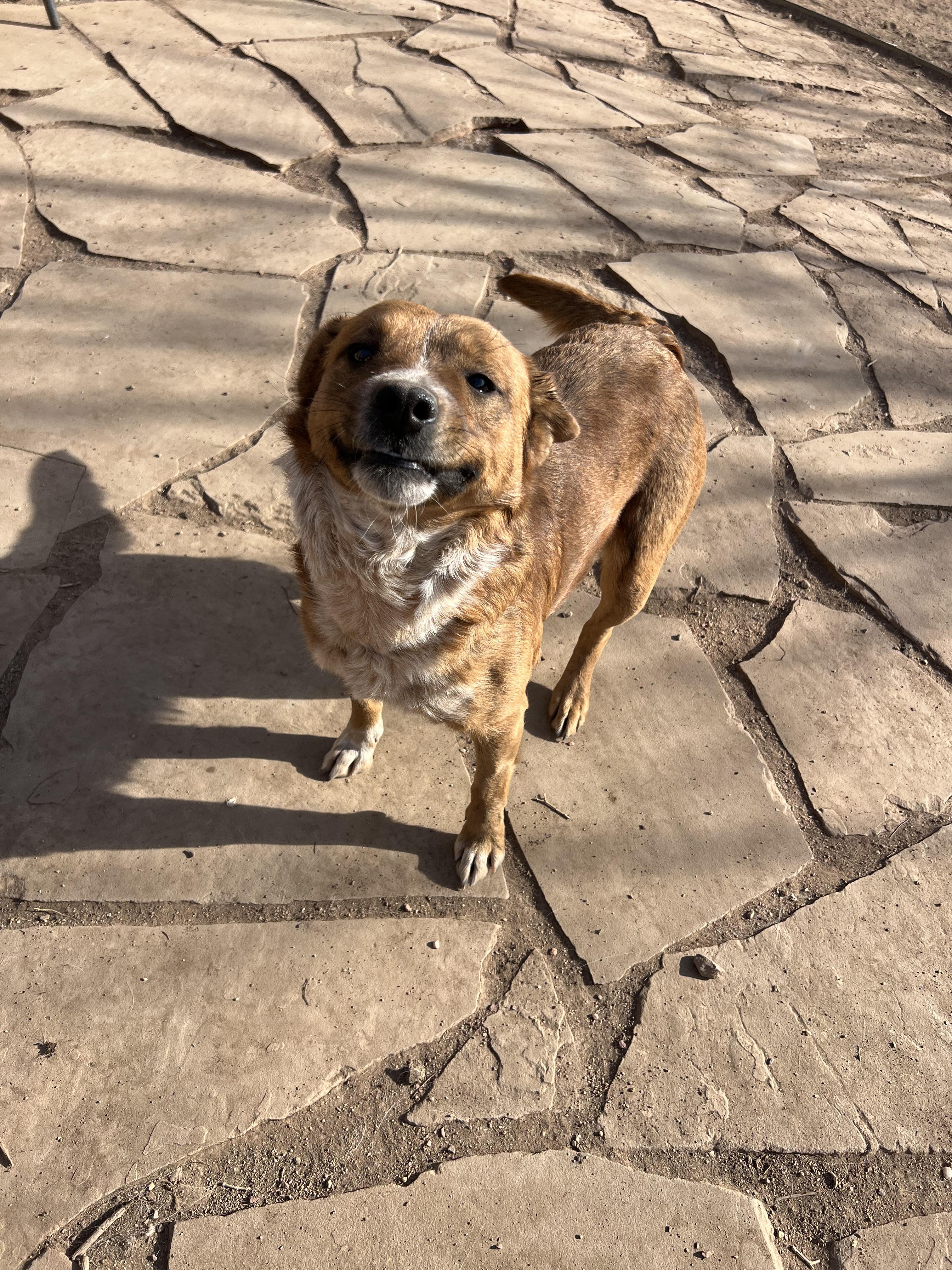 Pancake, Adoptable, Adult Female Labrador Retriever & Australian Cattle Dog / Blue Heeler.
