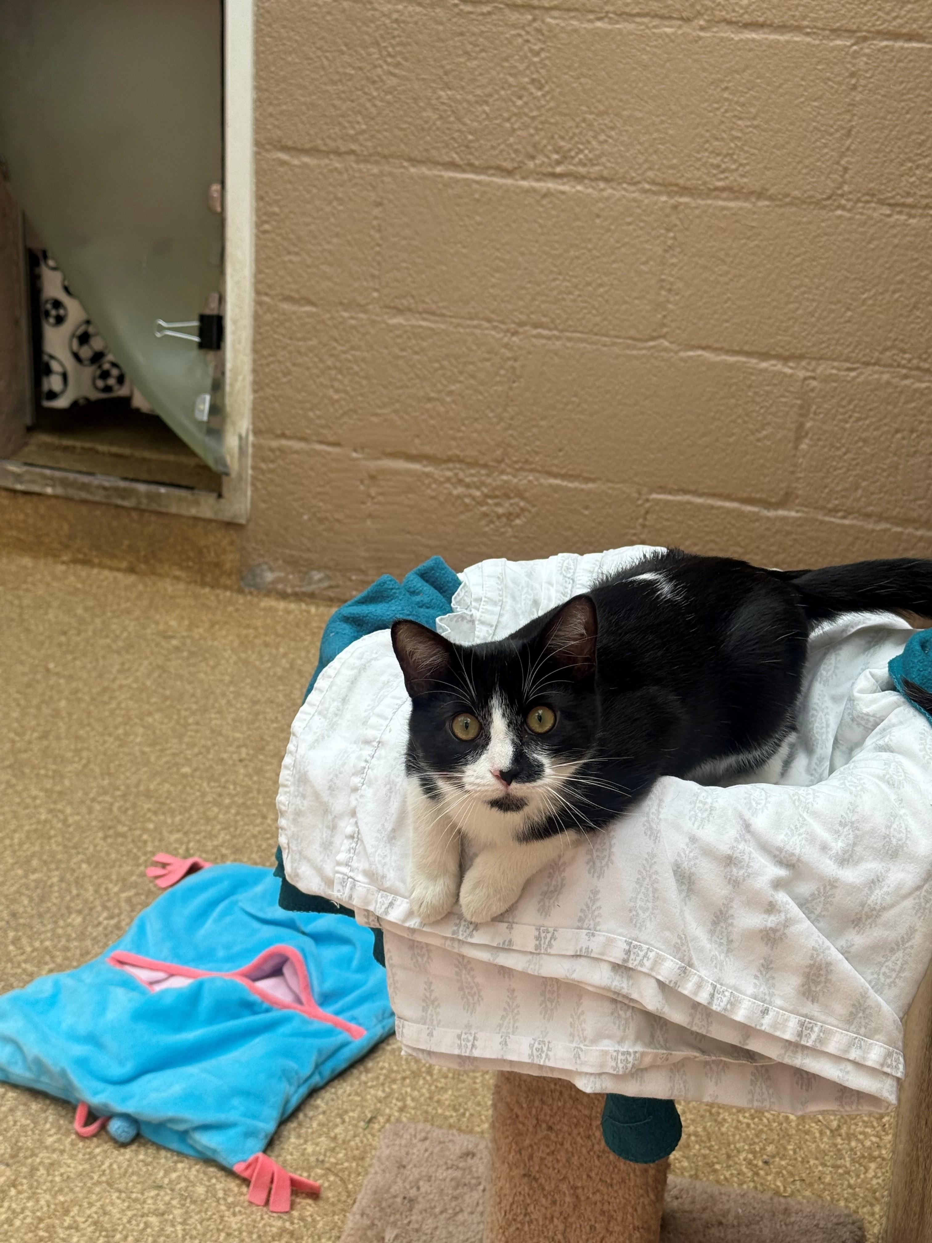 Enlarge Priscilla, a ADOPTABLE Domestic Short Hair in Laguna Beach, CA image 2/2