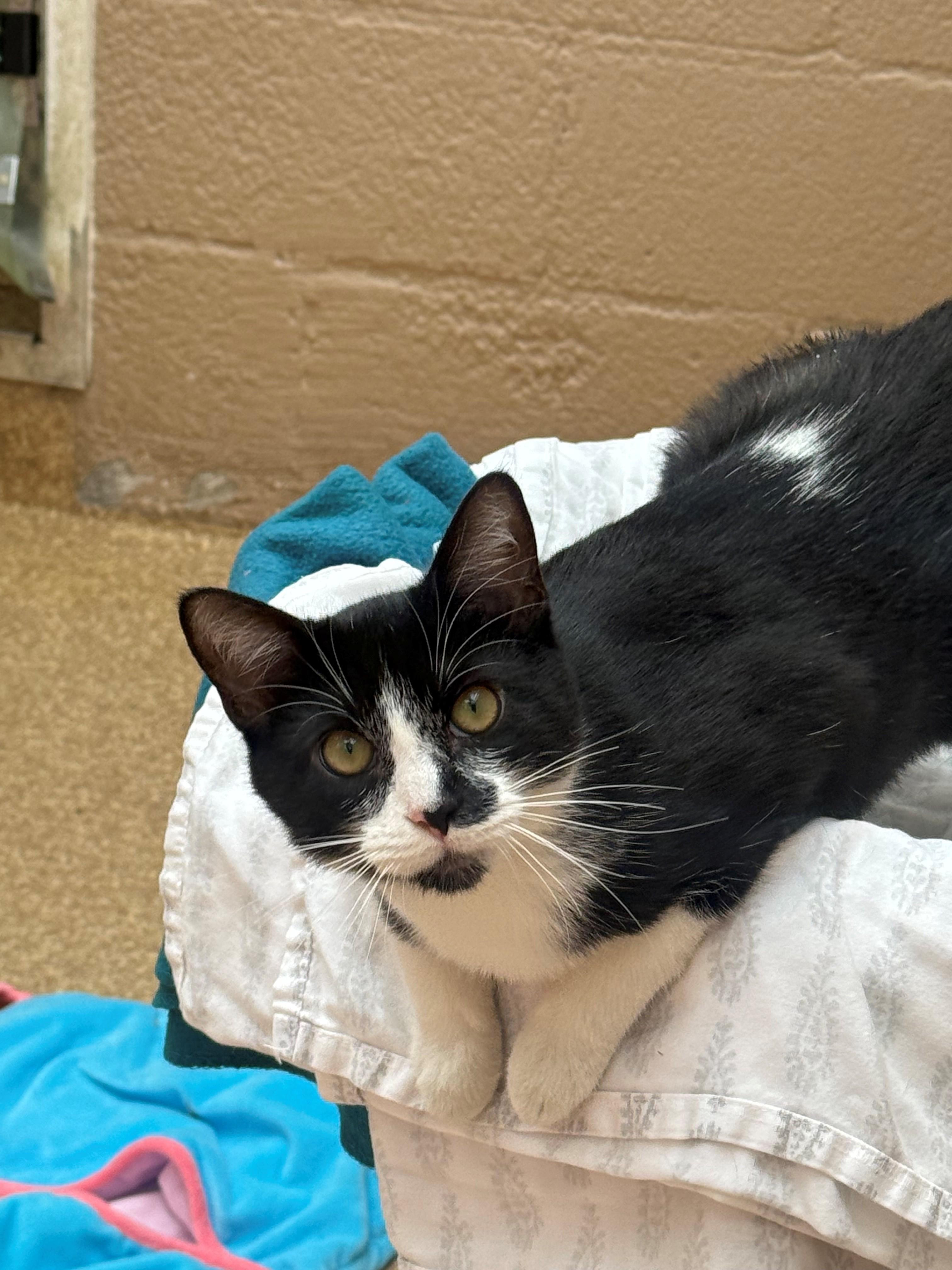 Priscilla, ADOPTABLE, Young Female Domestic Short Hair.