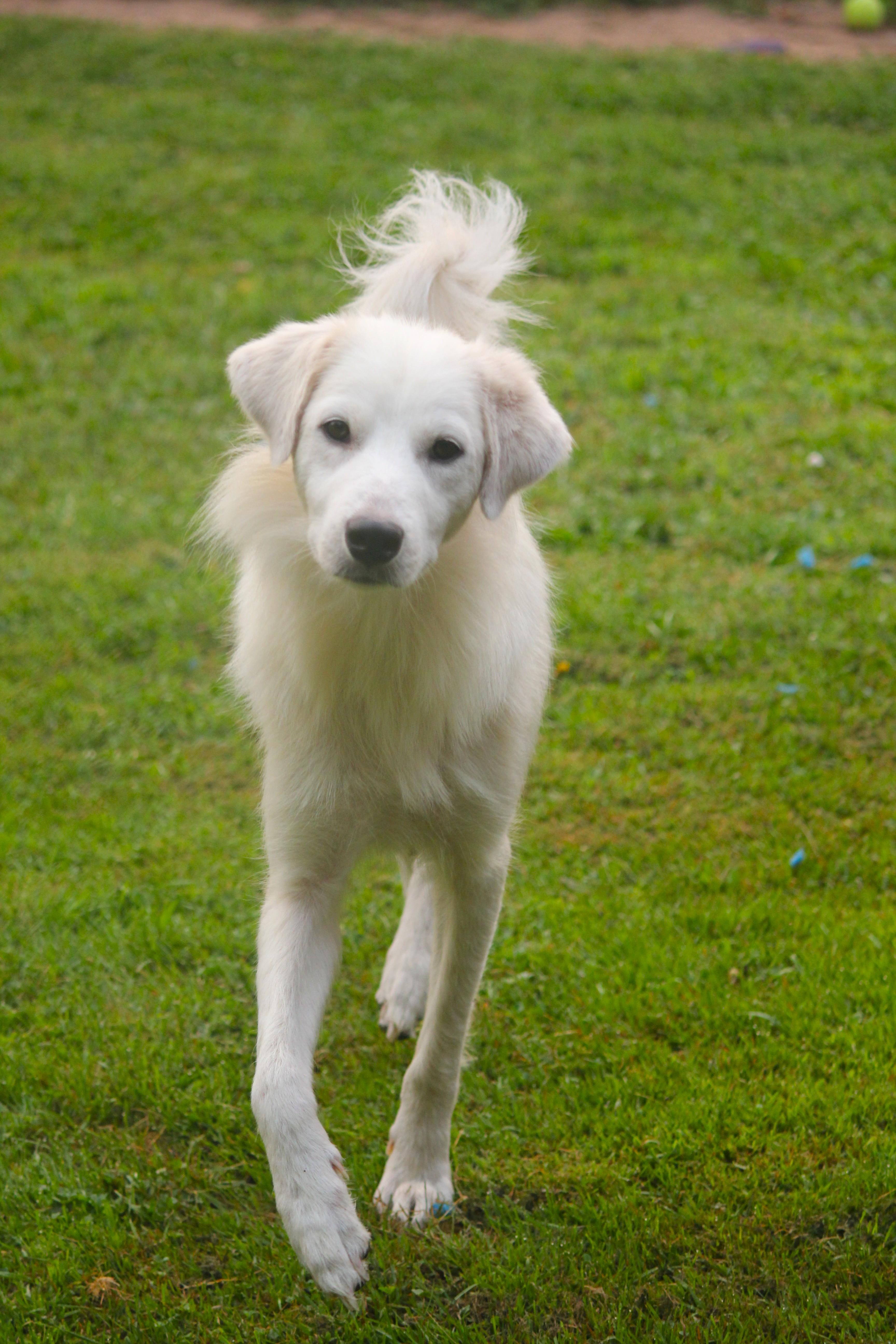 Elsa, an adopted mixed breed in Hayward, WI image 3/3