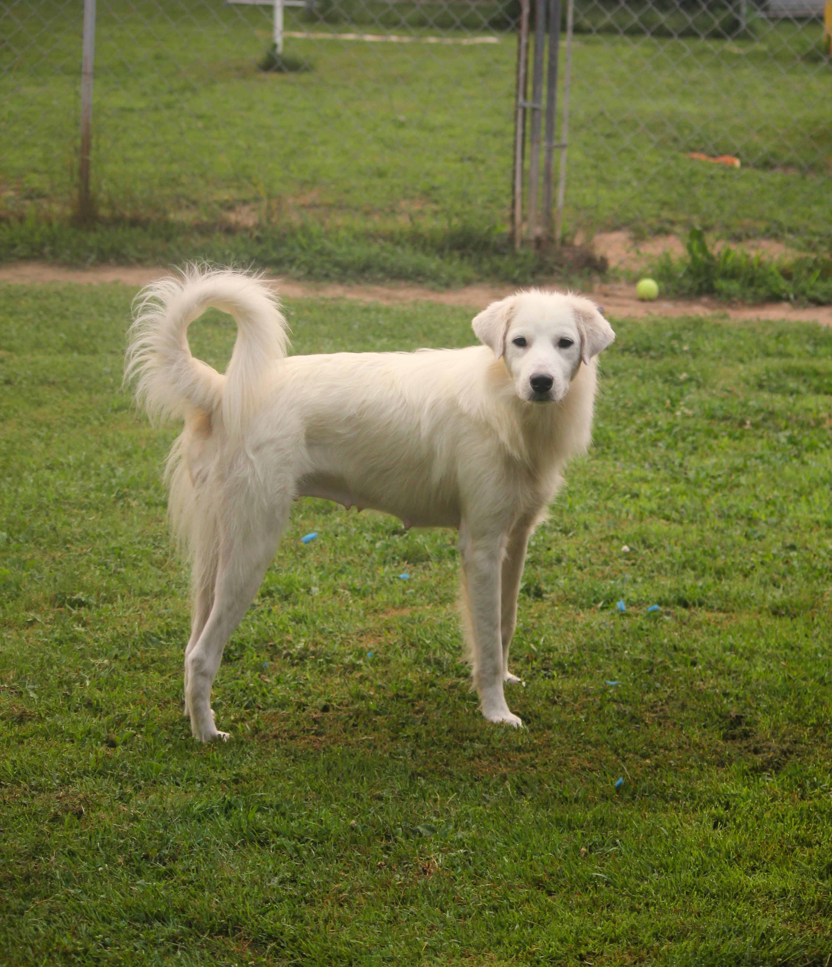 Elsa, an adopted mixed breed in Hayward, WI image 2/3