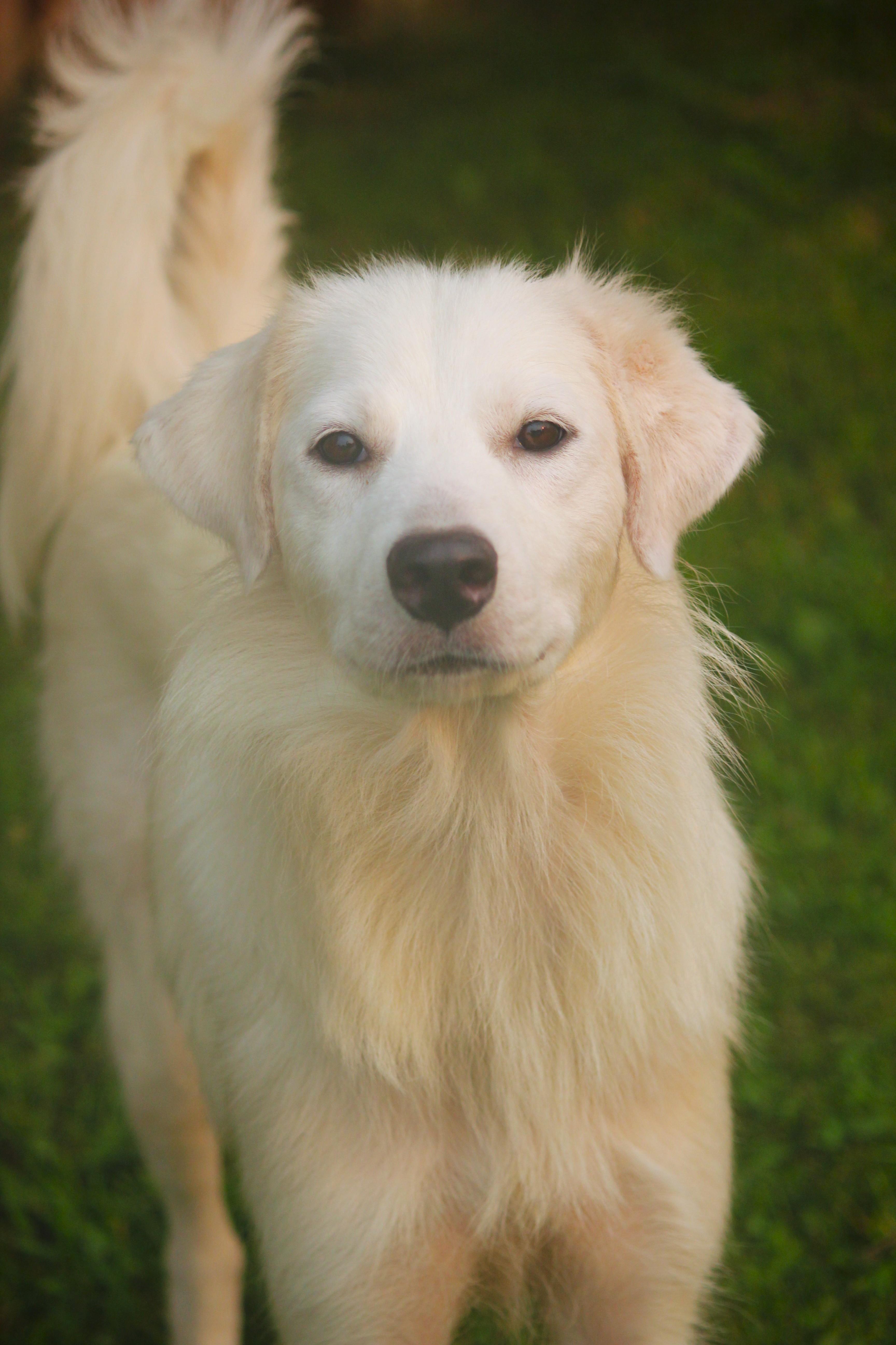 Elsa, adopted, Young Female Golden Retriever & Great Pyrenees.